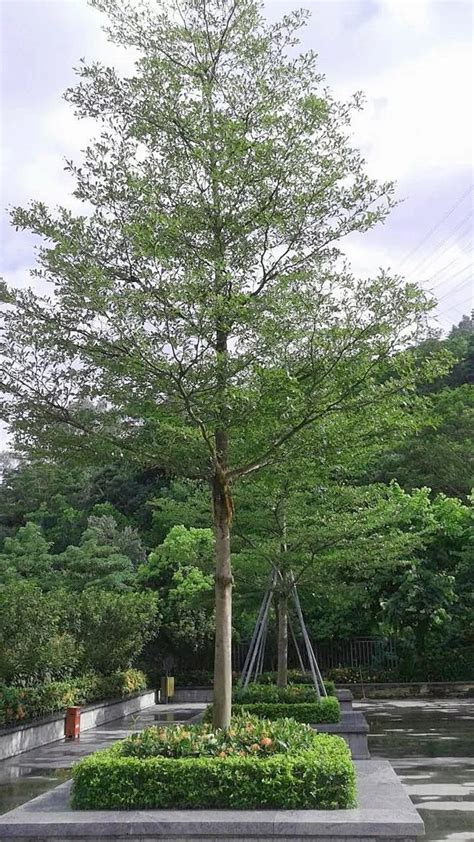 小叶榄仁树风水|【紫荆物语】小叶榄仁：谦谦君子 卑以自牧